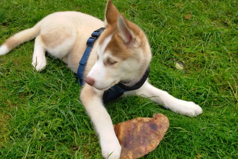 Siberian Husky