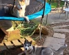 Siberian Husky