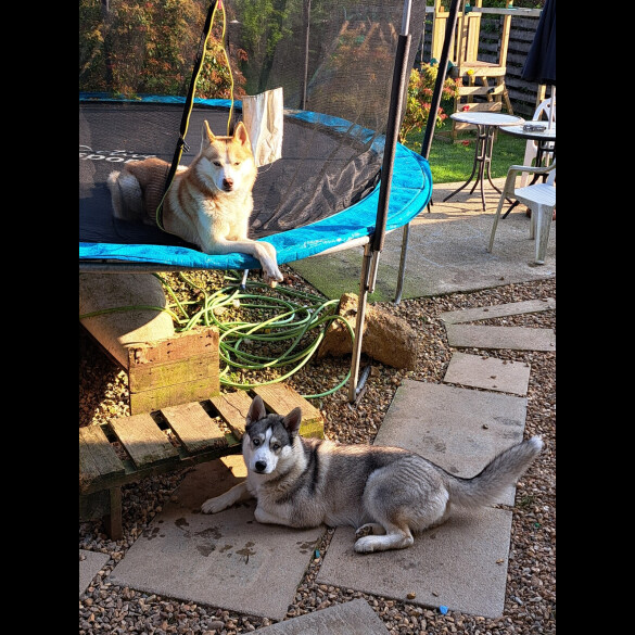 Siberian Husky