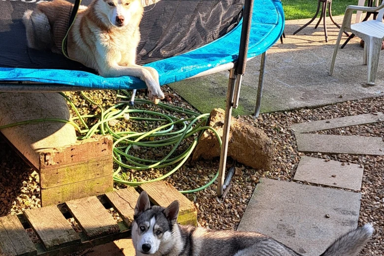 Siberian Husky