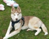 Siberian Husky