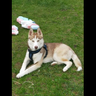 Siberian Husky