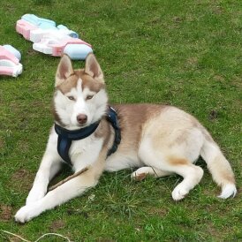 Siberian Husky