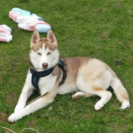 Siberian Husky