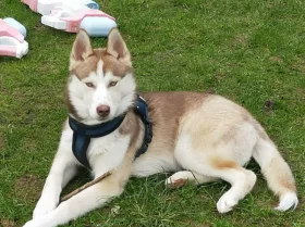 Siberian Husky