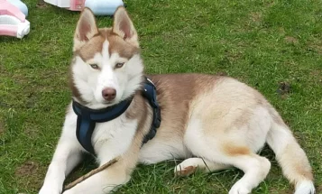Siberian Husky