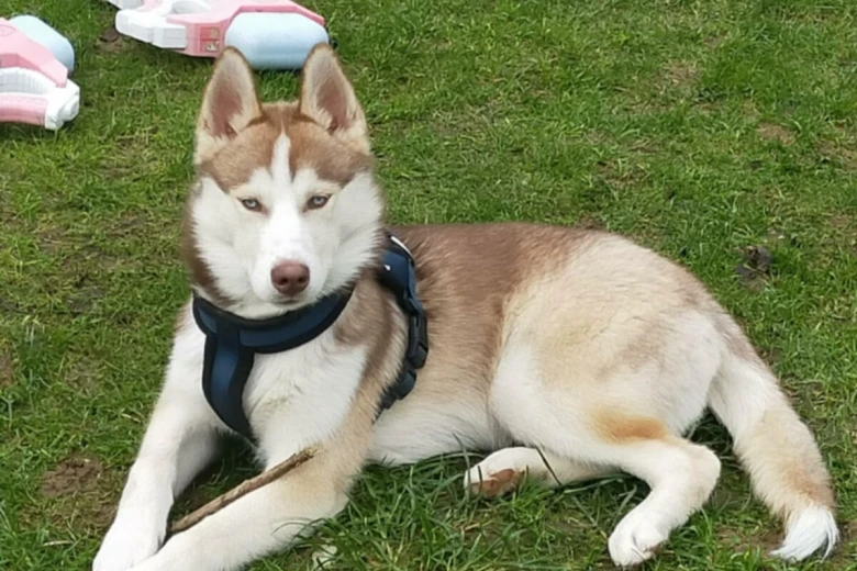 Siberian Husky