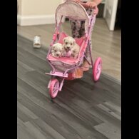 Bichon Frise - Dogs