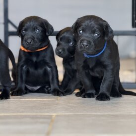 Labrador Retriever - Both