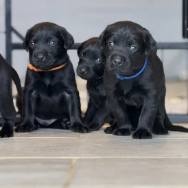 Labrador Retriever - Both