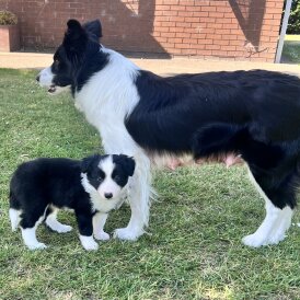 Border Collie - Both