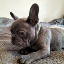 French Bulldog - Both