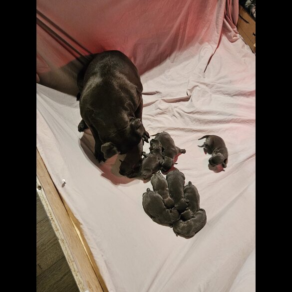 Staffordshire Bull Terrier - Dogs