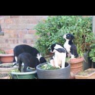 Border Collie - Both