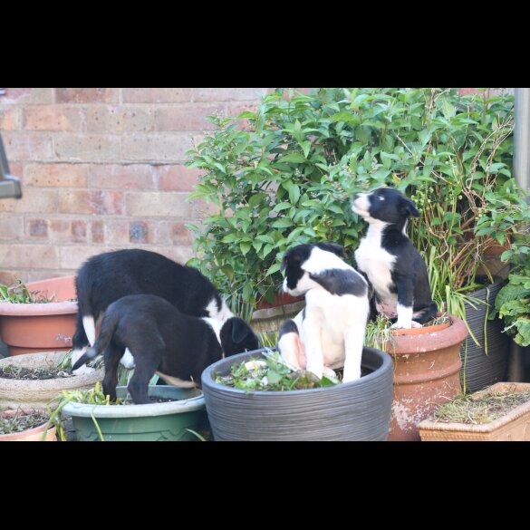 Border Collie - Both