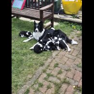 Border Collie - Both