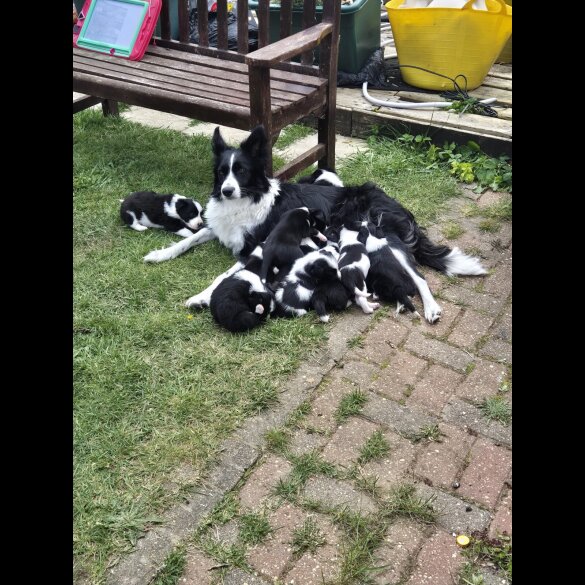 Border Collie - Both