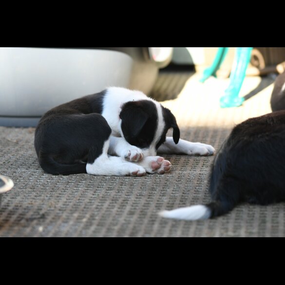 Border Collie - Both