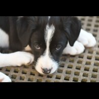 Border Collie - Both