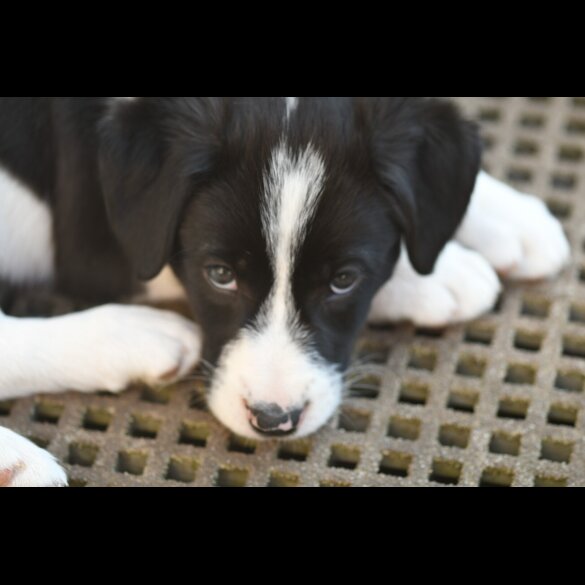 Border Collie - Both