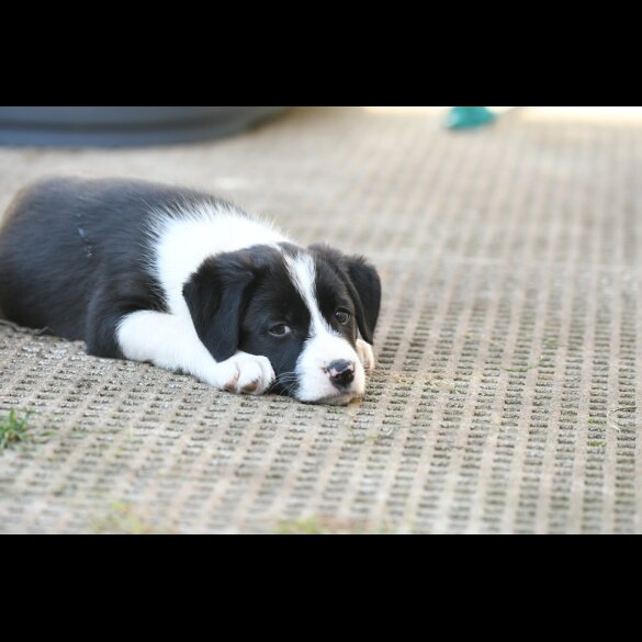 Border Collie - Both