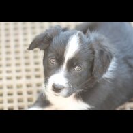 Border Collie - Both