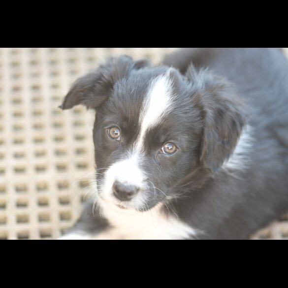 Border Collie - Both