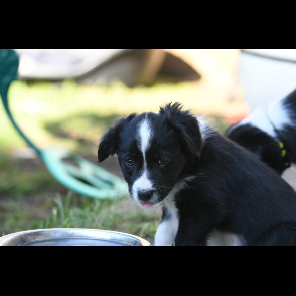 Border Collie - Both