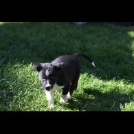 Border Collie - Both