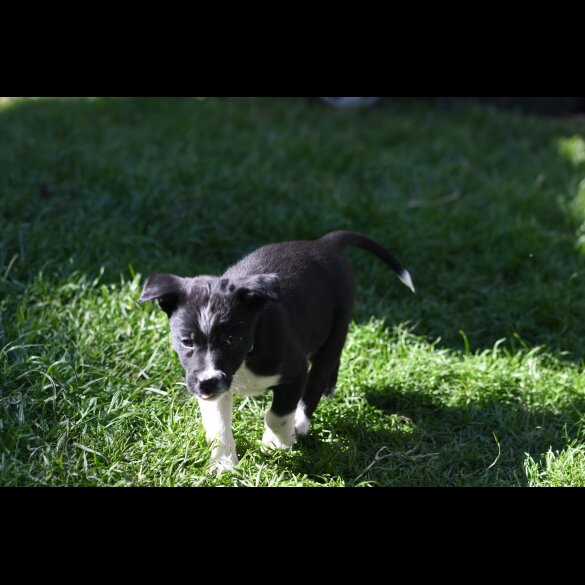 Border Collie - Both