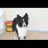 Border Collie - Both