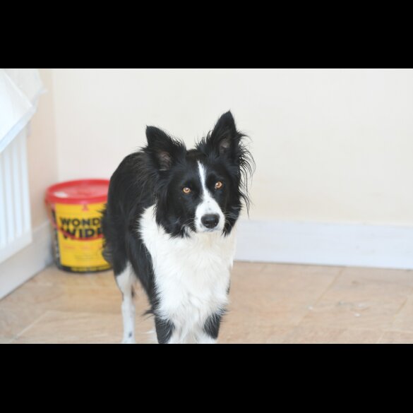 Border Collie - Both