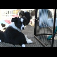 Border Collie - Both
