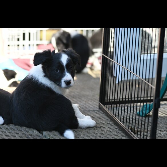 Border Collie - Both