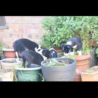 Border Collie - Both