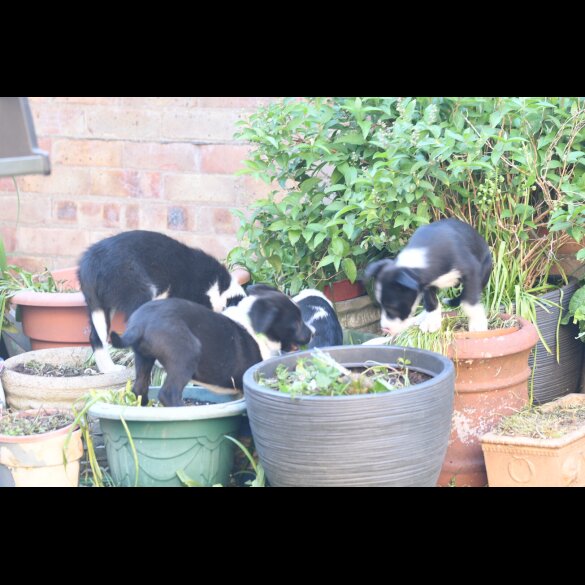 Border Collie - Both