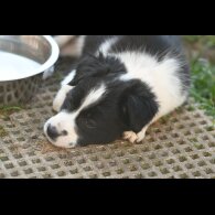 Border Collie - Both