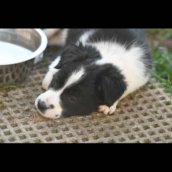Border Collie - Both
