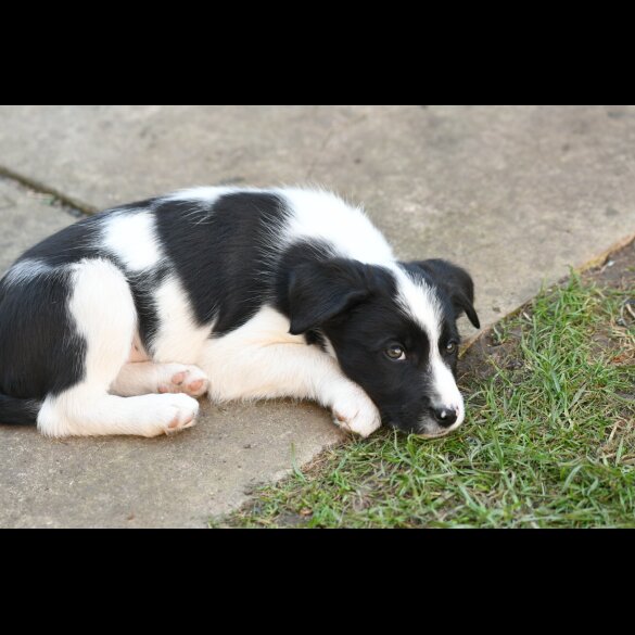 Border Collie - Both