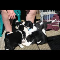 Border Collie - Both