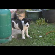 Border Collie - Both