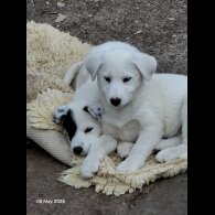 Mixed Breed - Both