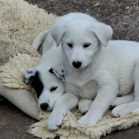 Border Collie - Both