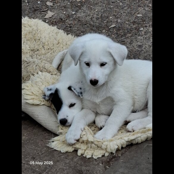 Mixed Breed - Both