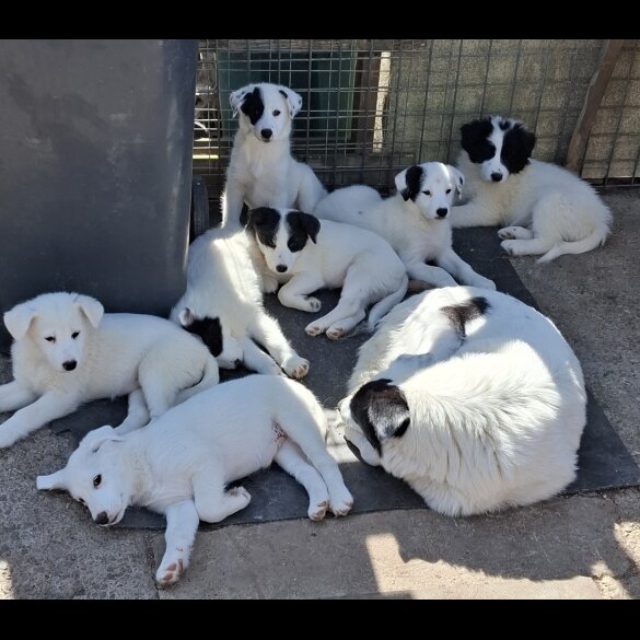 Mixed Breed - Both