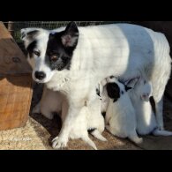 Mixed Breed - Both