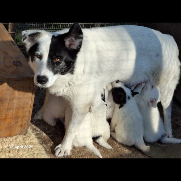 Mixed Breed - Both