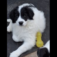 Mixed Breed - Both