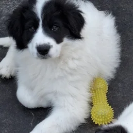 Border Collie - Both