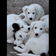 Mixed Breed - Both